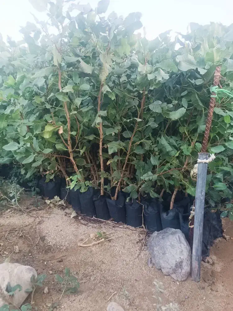 فروش نهال پسته|خدمات باغبانی و درختکاری|زرند, |دیوار