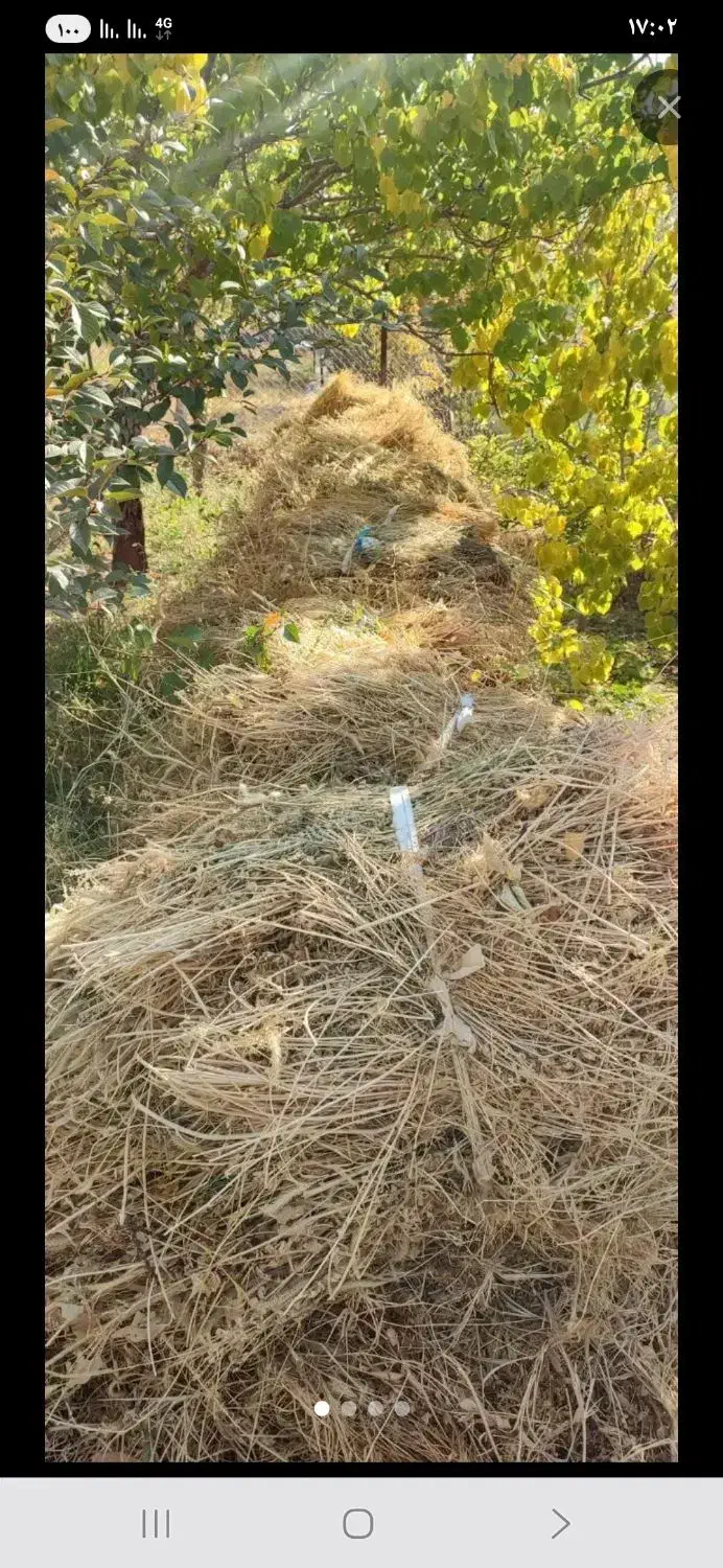 علوفه باغی خشک شده|حیوانات مزرعه|نوبران, |دیوار