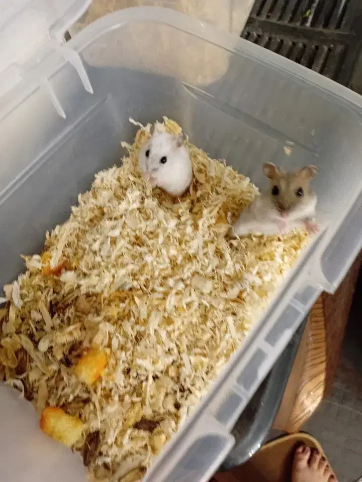 فروش همستر رو روسکی|موش و خرگوش|محمدشهر, شهرک چمران|دیوار