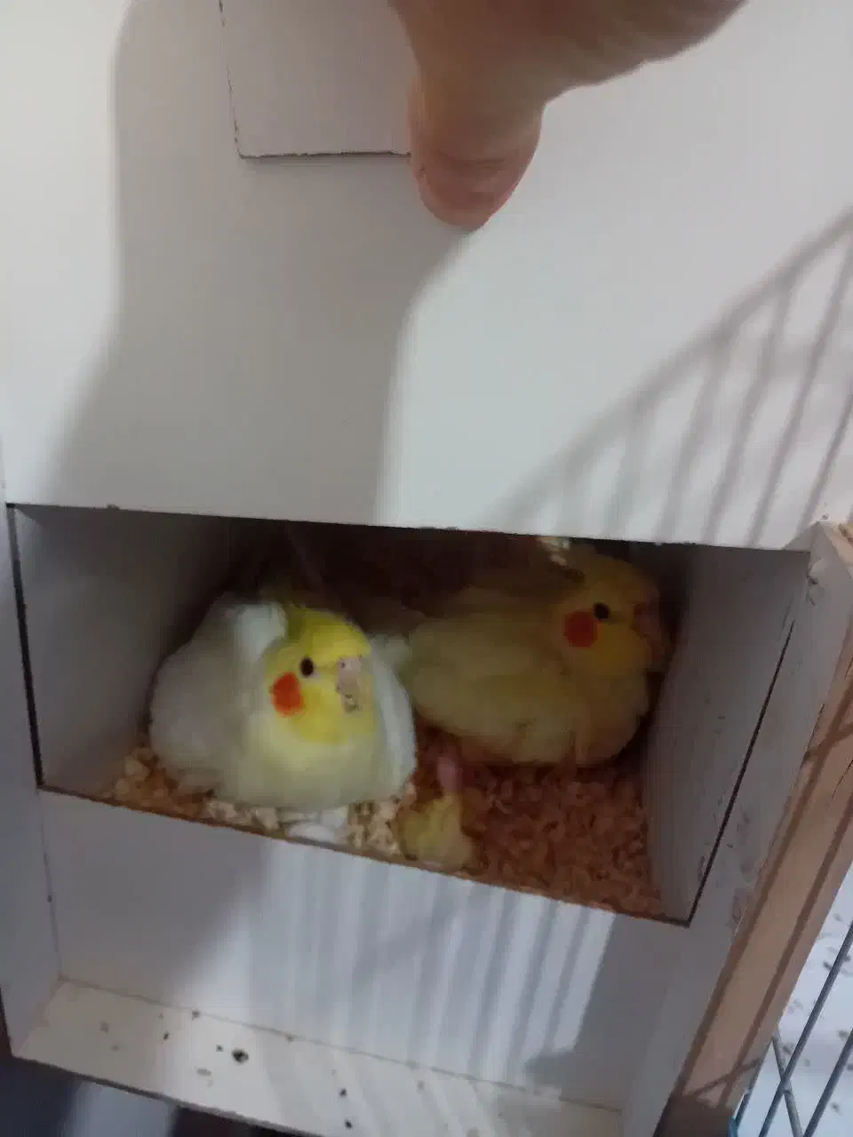 عروس‌هلندی‌‌جفت‌مولد‌لوتینو|پرنده|قم, ولیعصر|دیوار