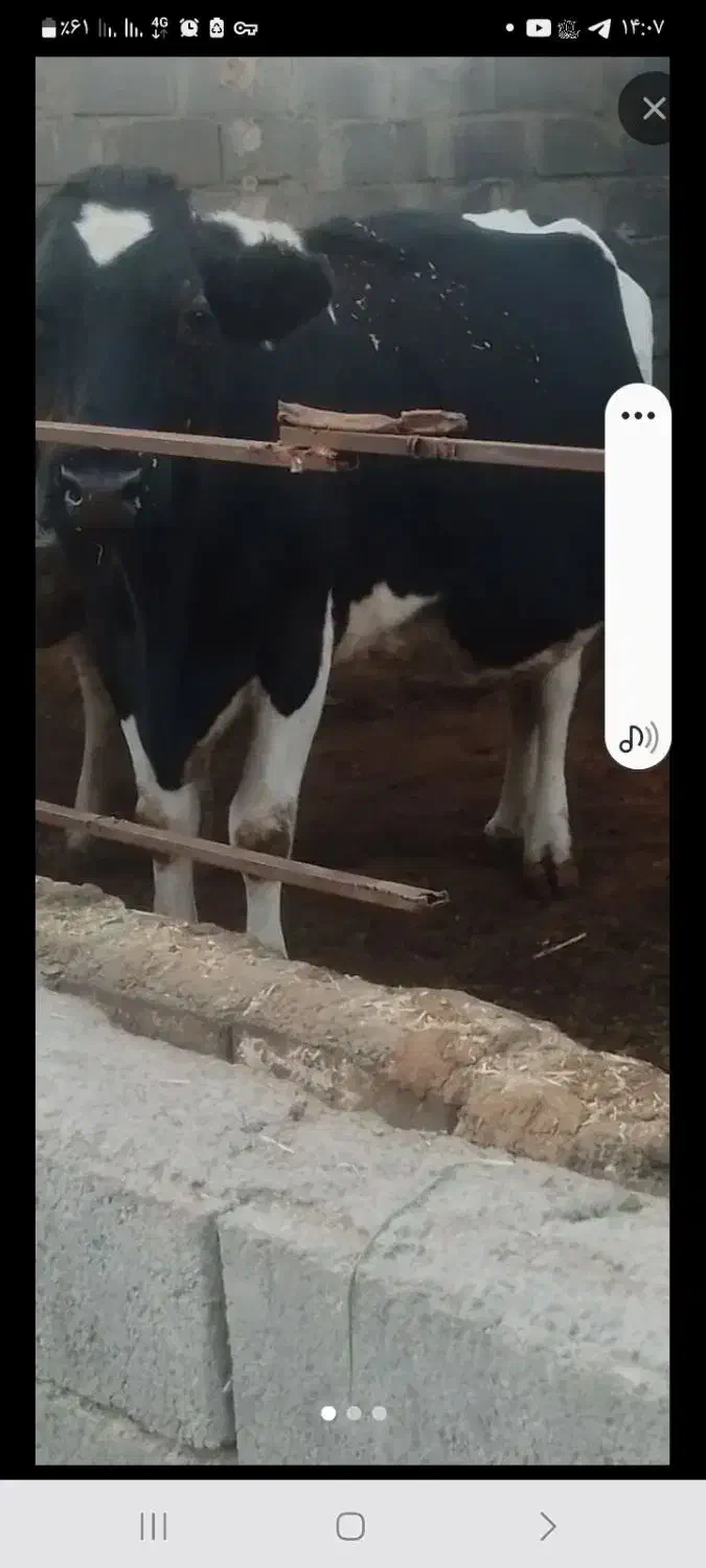 گاوتازه زاییده|حیوانات مزرعه|محمدبار, |دیوار