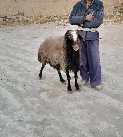 قوچ افشاری بع شرط پرش|حیوانات مزرعه|تاکستان, |دیوار