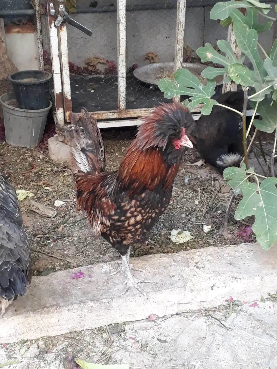 خروس نژادلهستانی|حیوانات مزرعه|شیراز, فضل‌آباد|دیوار