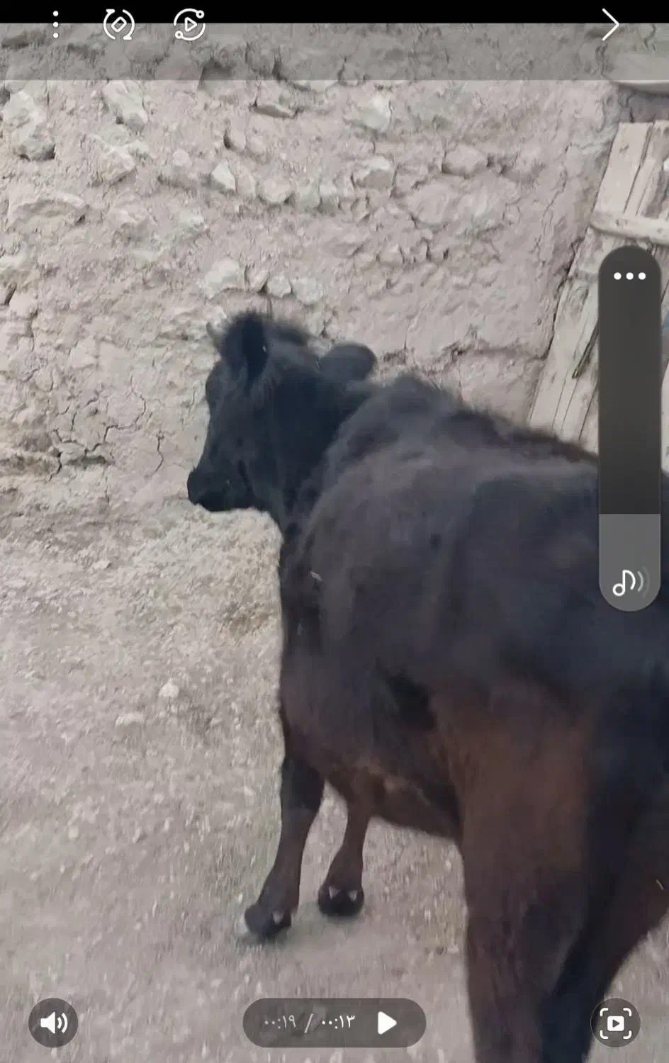 گاو ابستن محلی|حیوانات مزرعه|ماهنشان, |دیوار