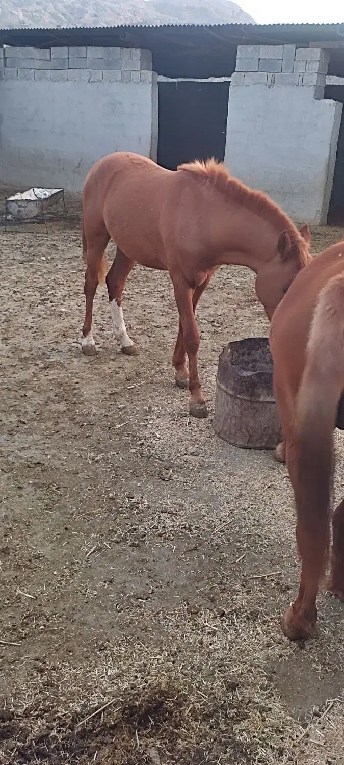 فروش کره اسب|اسب و تجهیزات اسب‌سواری|بهبهان, |دیوار