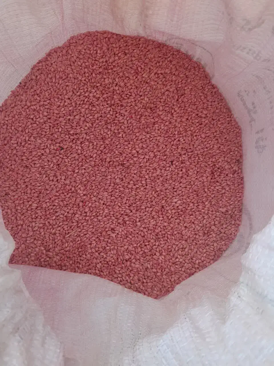 بذر گندم آبی|گل و گیاه طبیعی|شازند, |دیوار