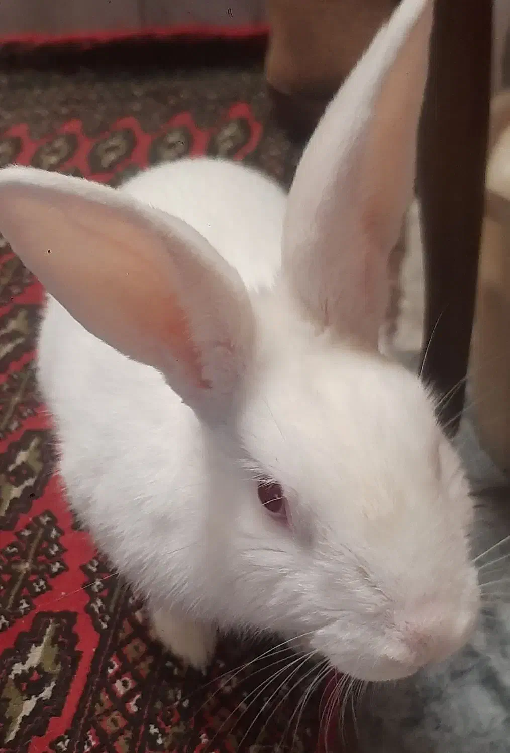 خرگوش نر برای فروش|موش و خرگوش|گرگان, |دیوار