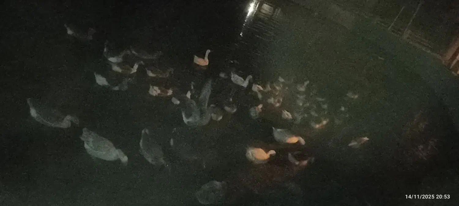 بهترین نژاد غاز محلی|حیوانات مزرعه|مشگین شهر, |دیوار