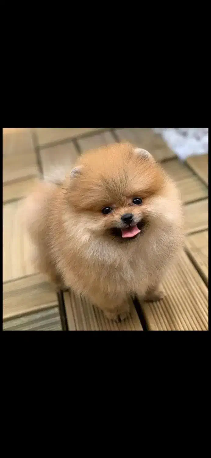 سگ پامر|سگ|تهران, سعادت‌آباد|دیوار