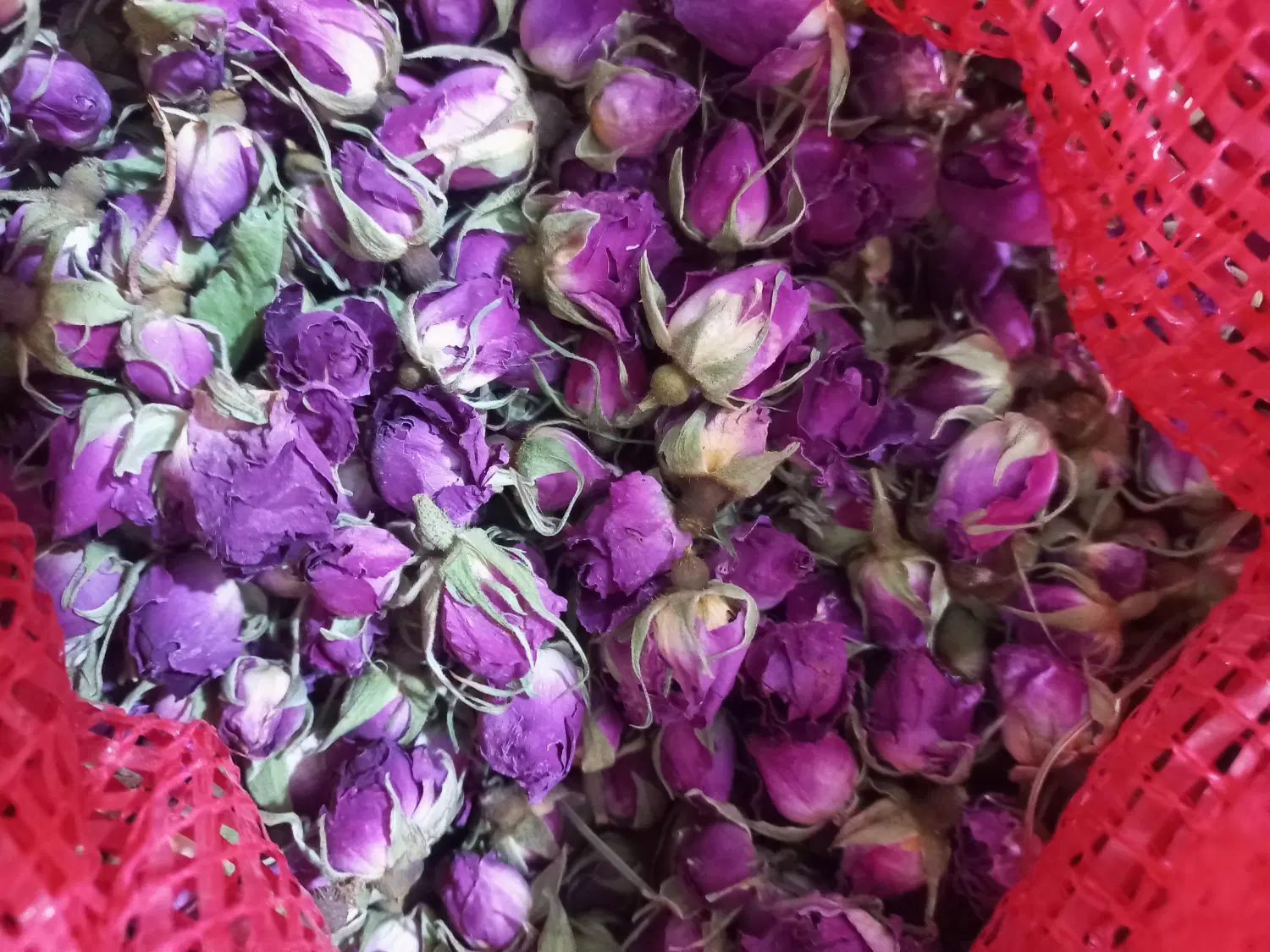 غنچه گل محمدی درجه یک|خوردنی و آشامیدنی|تهران, سلسبیل شمالی|دیوار