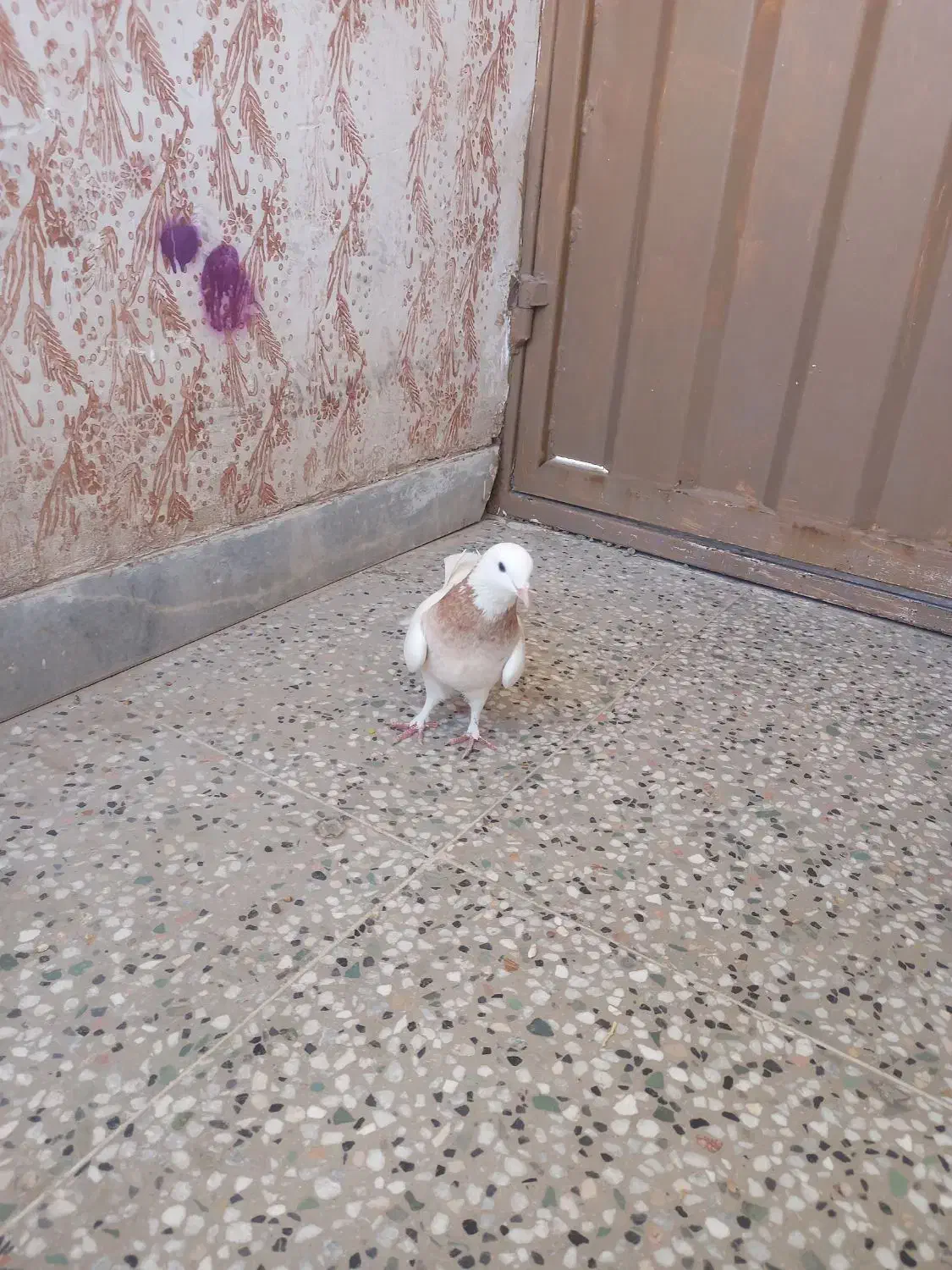 ماده طوق زرد|پرنده|کرمان, |دیوار