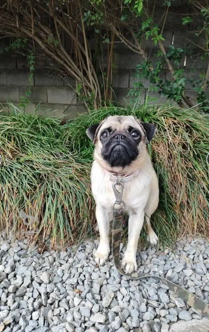 واگذاری سگ پاگ|سگ|ساری, |دیوار