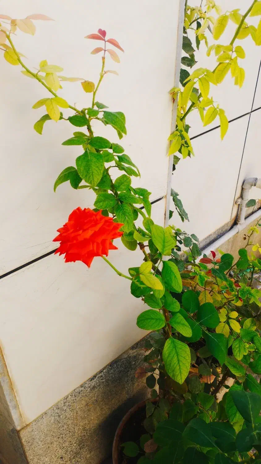 فروش زاموفیلیا ی سبز   با۱۰%تخفیف|گل و گیاه طبیعی|سرپل ذهاب, |دیوار