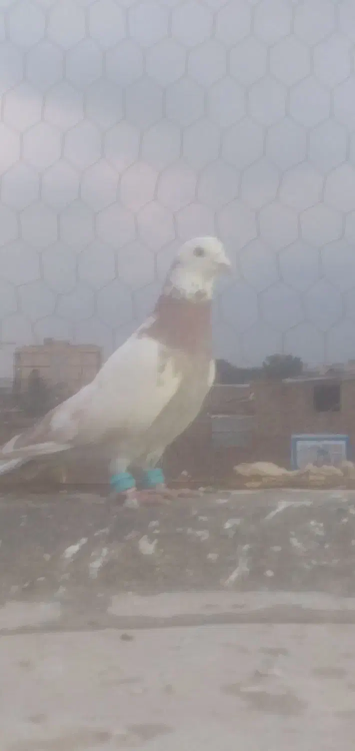 کبوتر|حیوانات|سبزوار, جهاد کشاورزی|دیوار