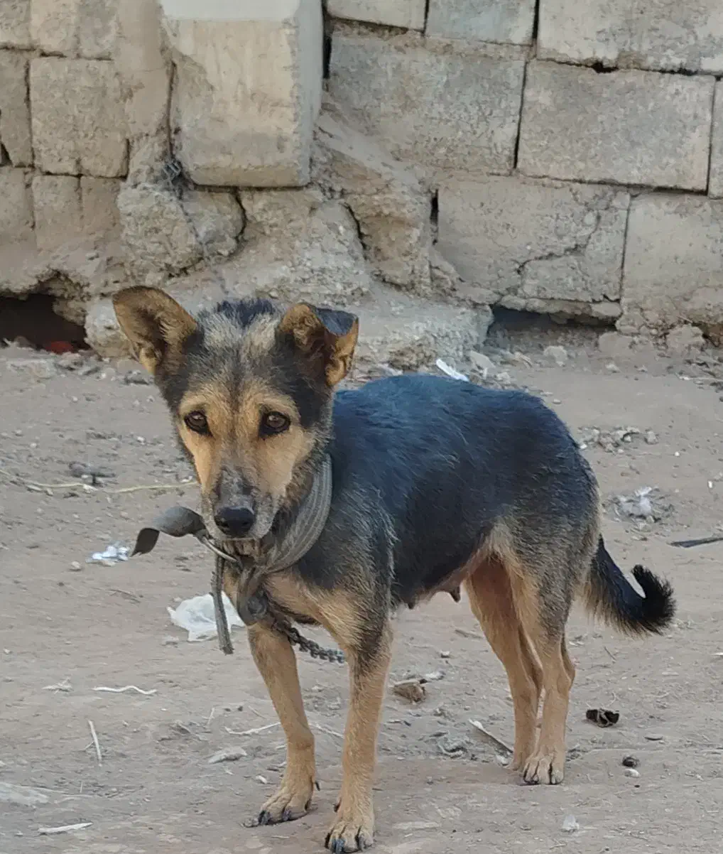 واگذاری سگ|سگ|کرمان, |دیوار