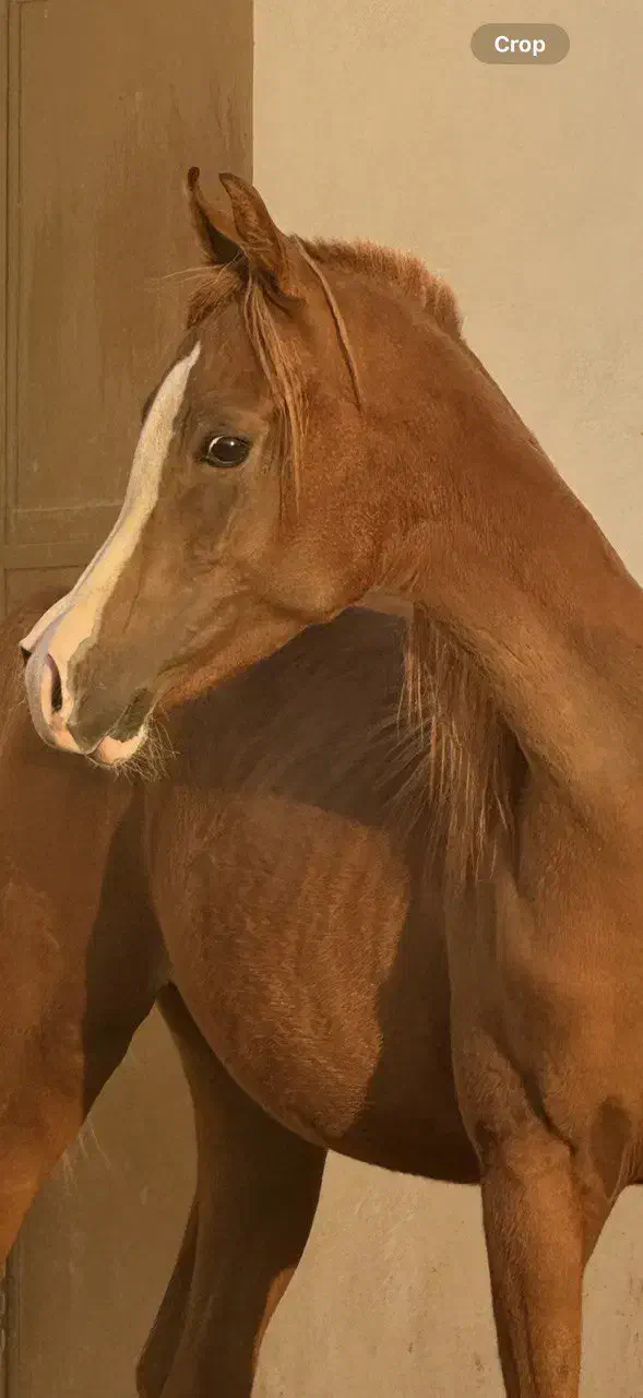 کره اسب عرب اصیل|اسب و تجهیزات اسب‌سواری|اصفهان, جلفا|دیوار