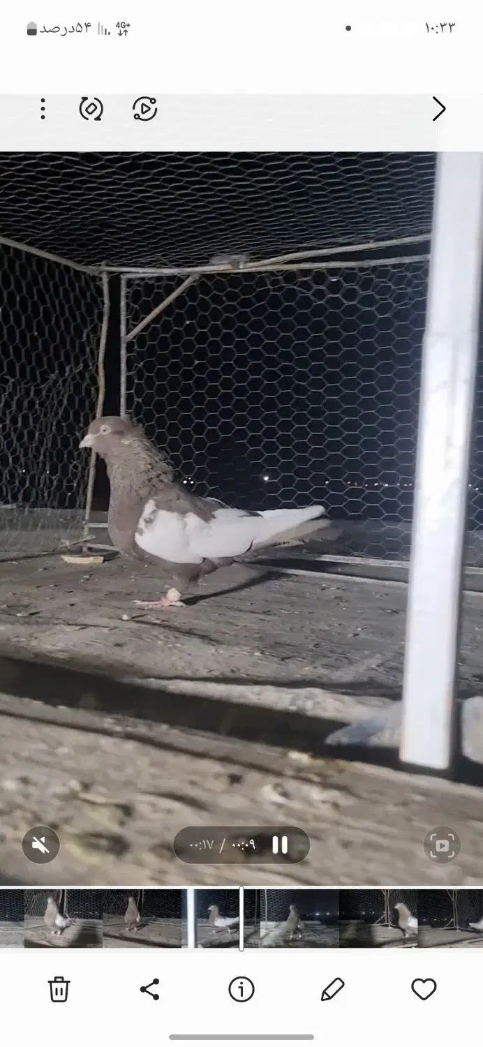 چند عدد کفتر بهبونی|پرنده|مرودشت, بیست متری بیمارستان|دیوار