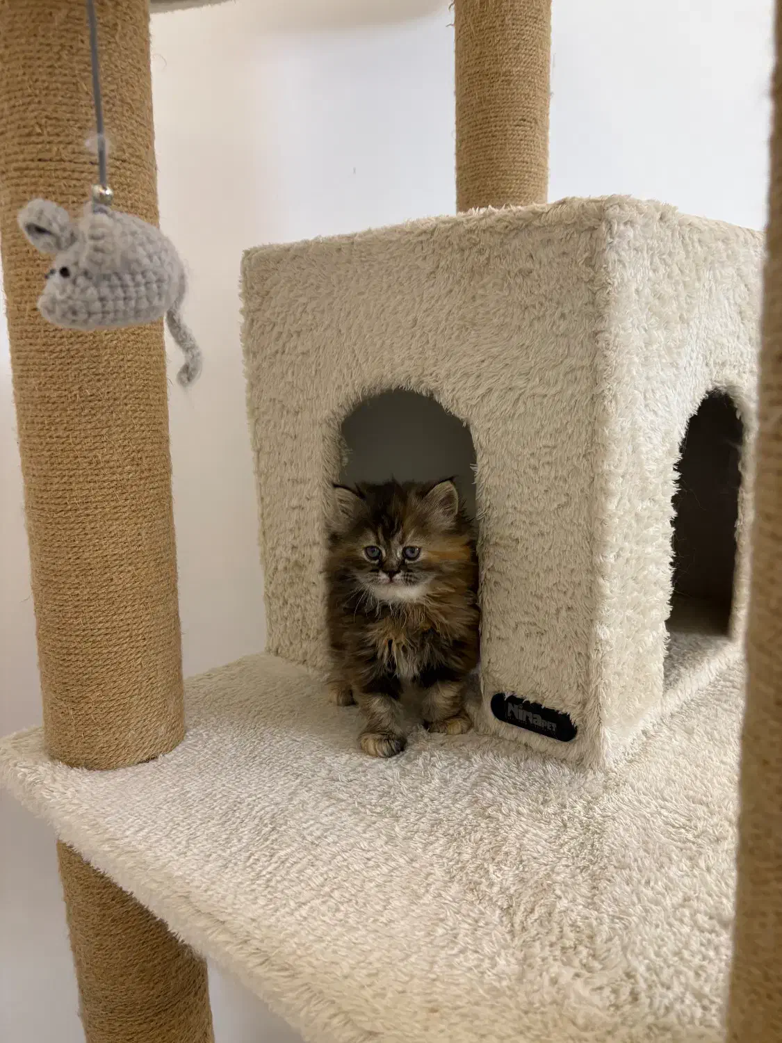 گربه بریتیش لانگ|گربه|تهران, نیاوران|دیوار