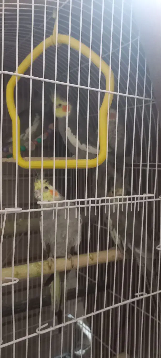 عروس هلندی ...|پرنده|مشهد, فرخد|دیوار