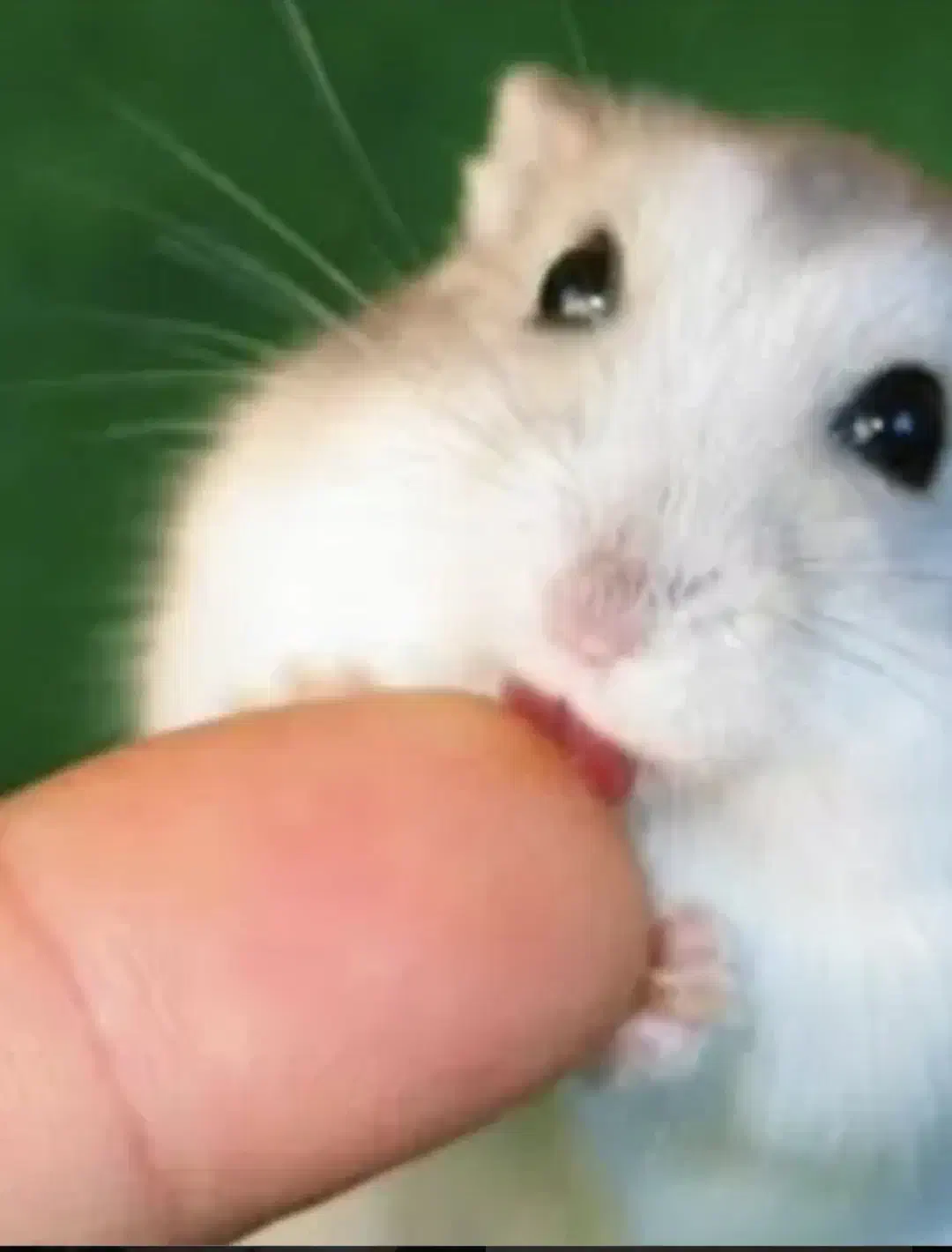 همستر اهلی|موش و خرگوش|آذرشهر, |دیوار