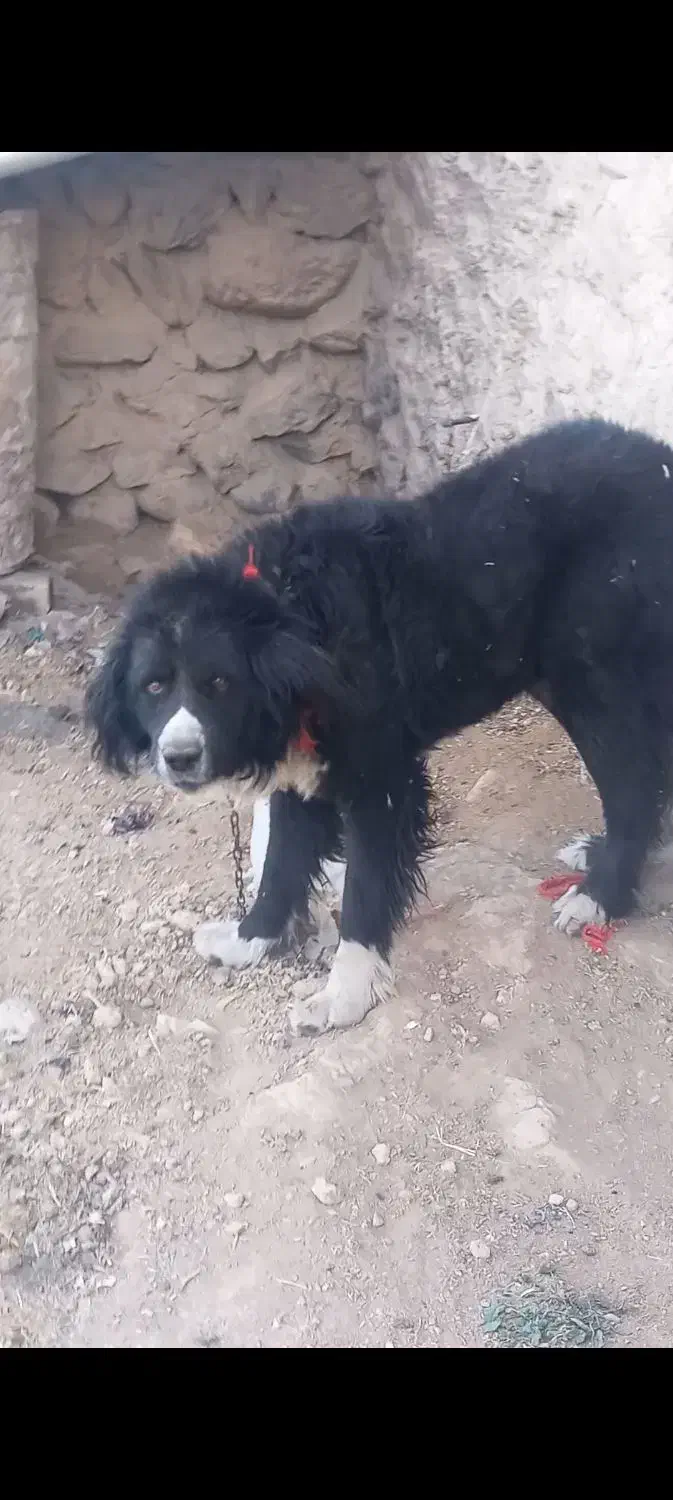 سگ گله ای|سگ|خوانسار, |دیوار
