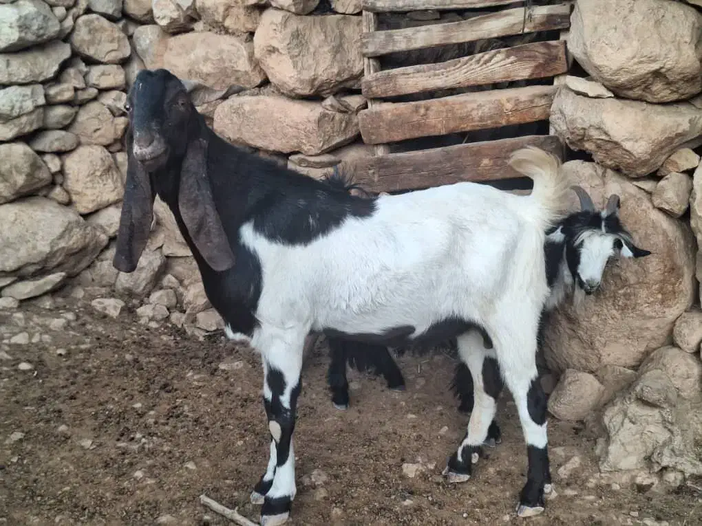 تیشتر نر اصلی|حیوانات مزرعه|مسجد سلیمان, |دیوار