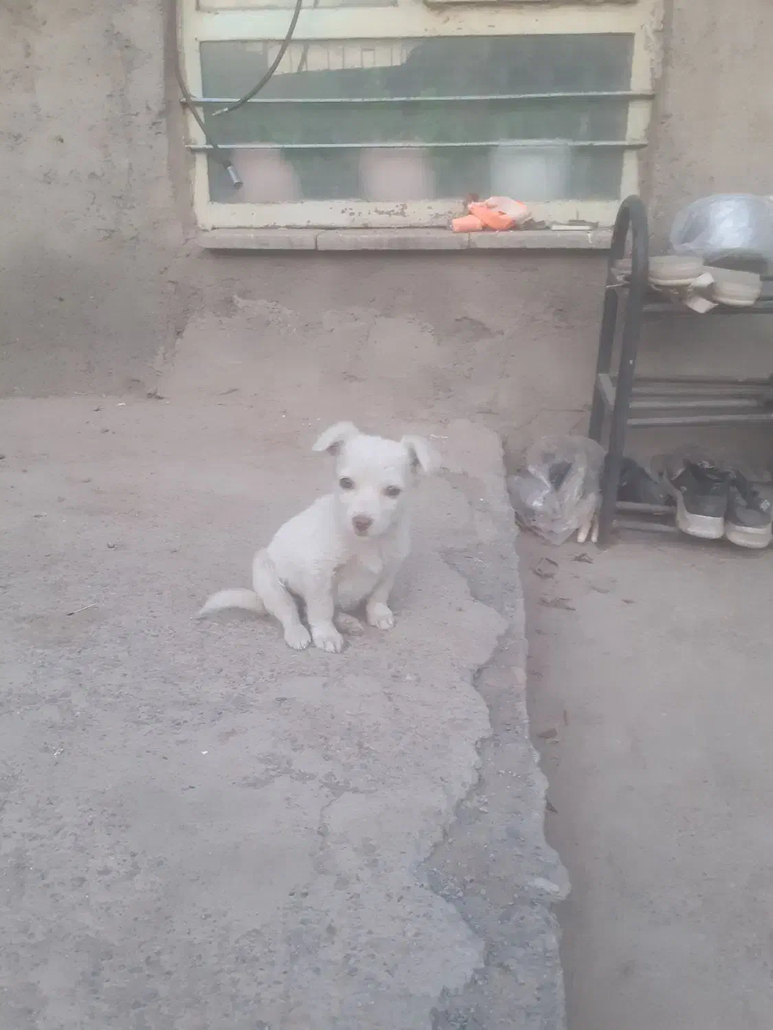 سگ پا کوتاه|سگ|نیشابور, مازول|دیوار