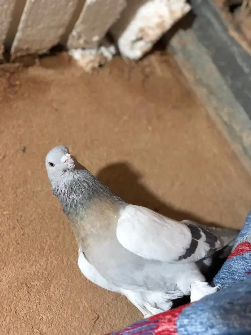 فروش کبوتر|پرنده|مرودشت, بیست متری بیمارستان|دیوار