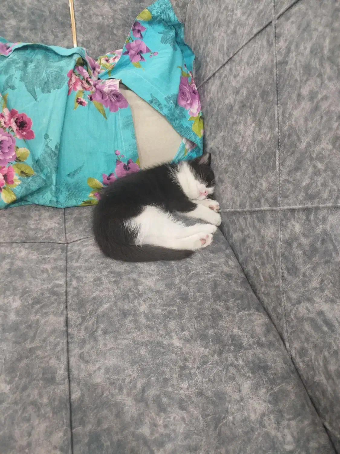 بچه گربه|گربه|تهران, دریا|دیوار