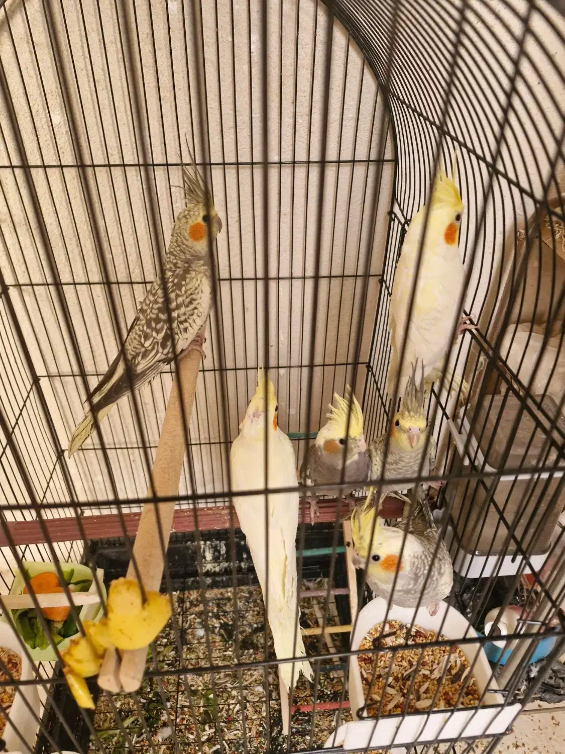 عروس هلندی|پرنده|صدرا-فارس, فاز ۱|دیوار