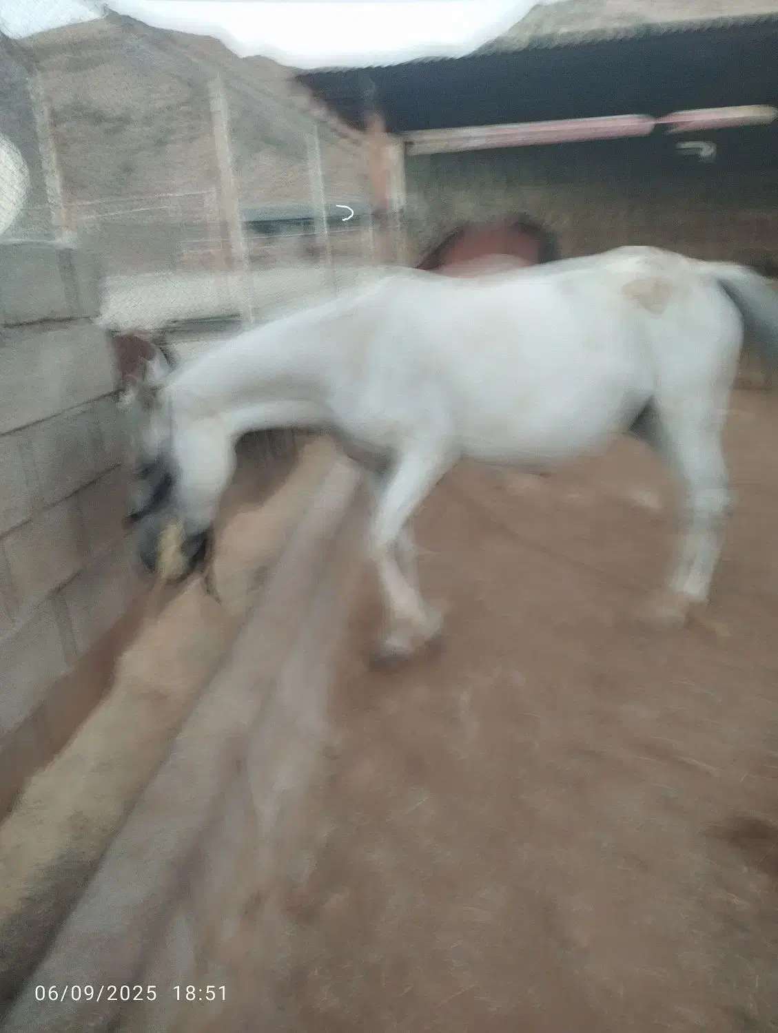 سه عدد مادیان عشایری معاوضه با گوسفند وبز|اسب و تجهیزات اسبسواری|گیلان غرب, |دیوار