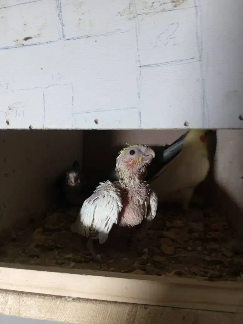 دو تا جوجه طوطی عروس هلندی|پرنده|فریدون‌کنار, |دیوار