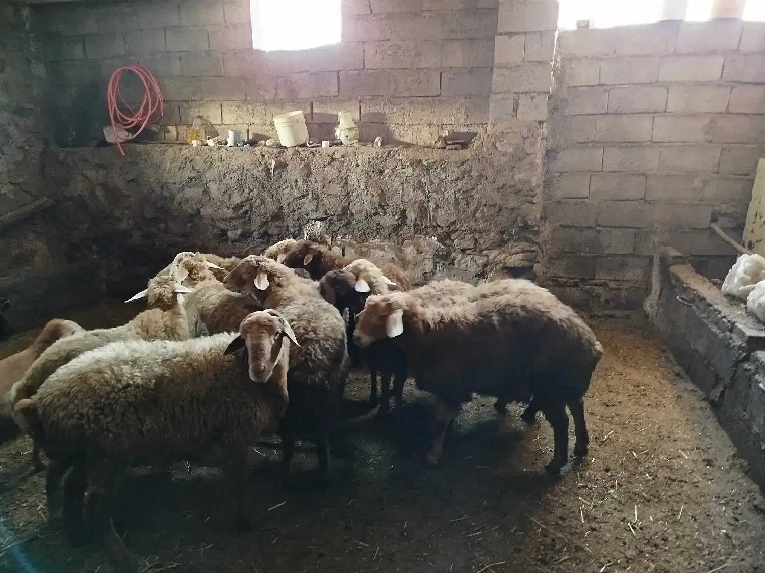 توغلو فروشی نروماده|حیوانات مزرعه|هوراند, |دیوار