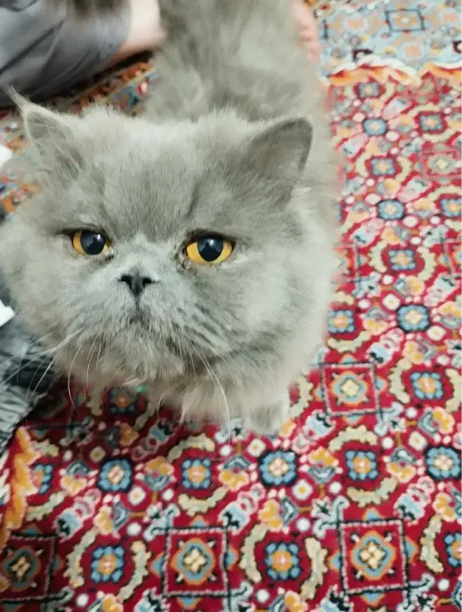 گربه پرشین|گربه|همدان, |دیوار