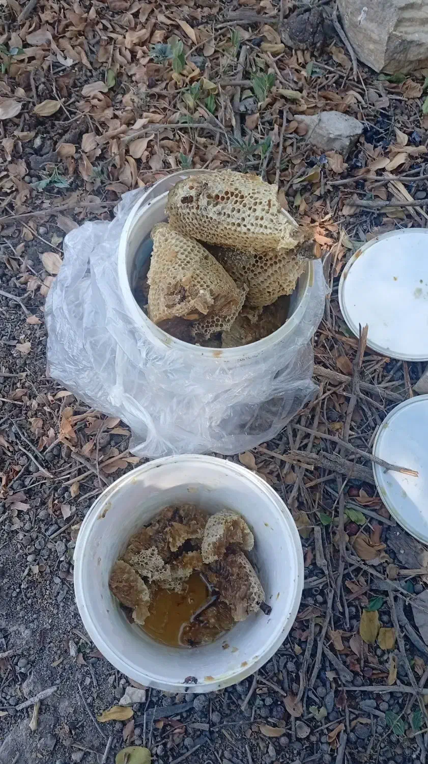 عسل محلی زنبور ریز|خوردنی و آشامیدنی|مهر, |دیوار