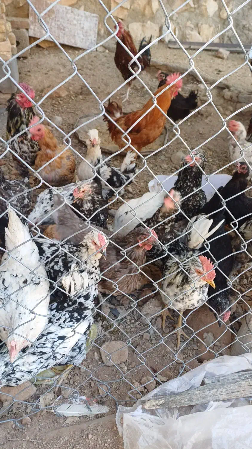 مرغ و خروس گلین|حیوانات مزرعه|جونقان, |دیوار