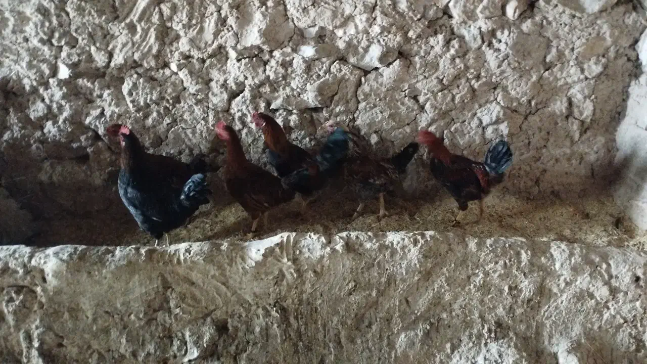 خروس|حیوانات مزرعه|کنگاور, |دیوار