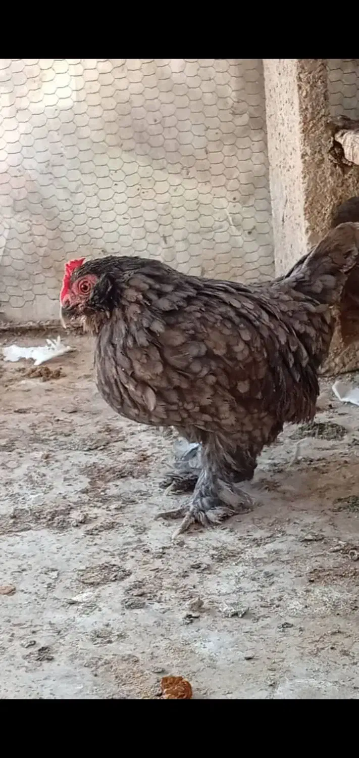 مرغ وخروس کوشین ومحلی 6عدد|حیوانات مزرعه|جهرم, |دیوار