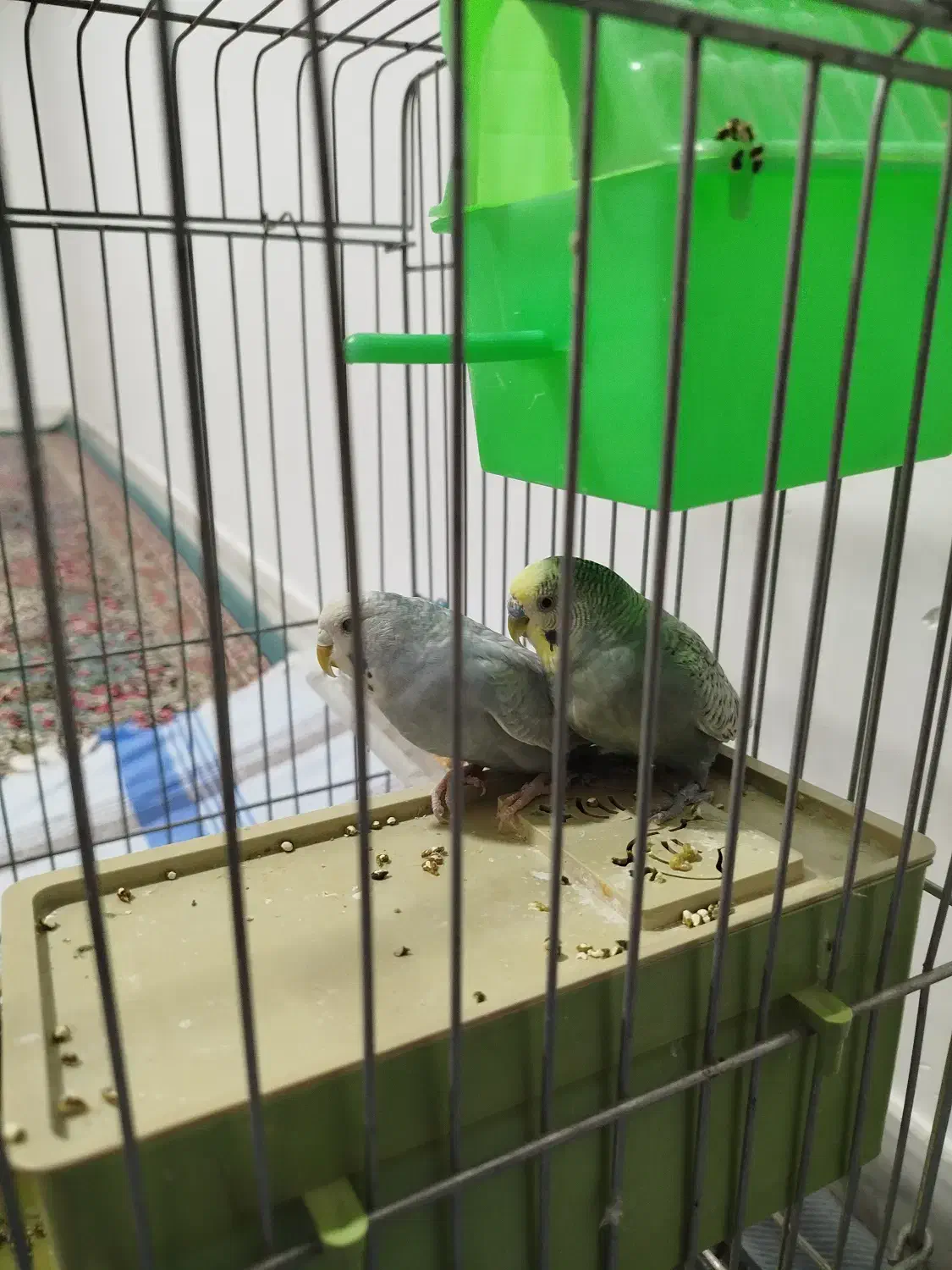 پرنده مرغ عشق سالم خیلی خیلی خوب|پرنده|سیرجان, |دیوار