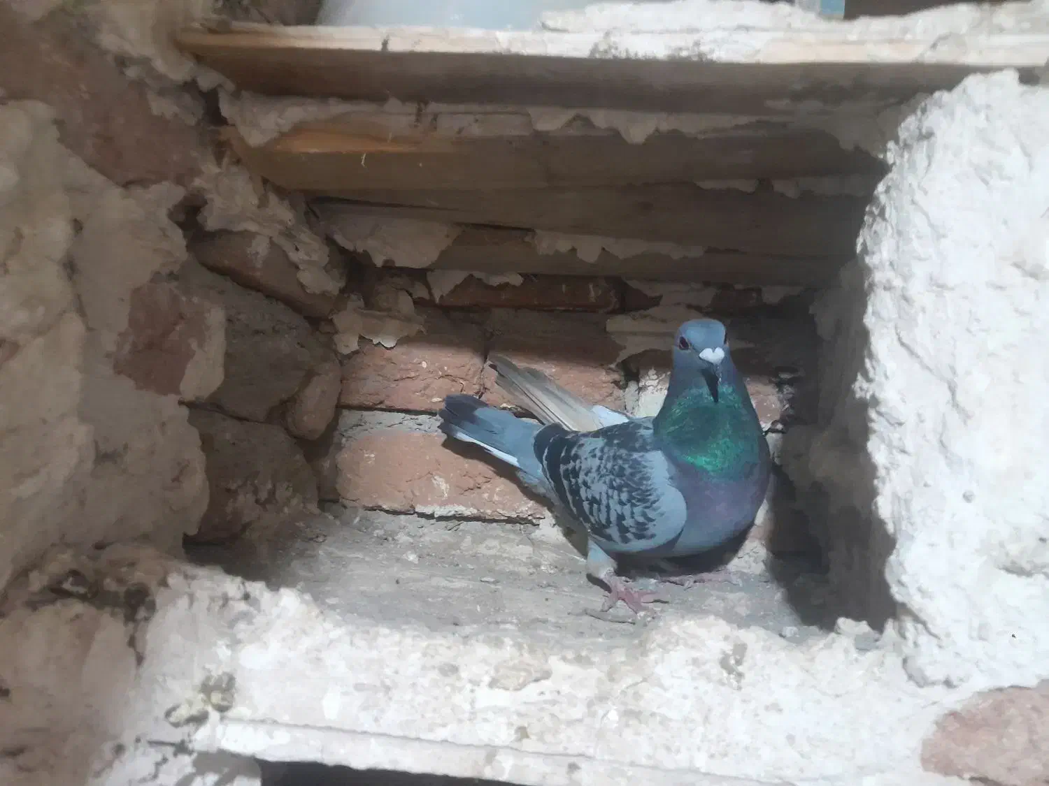 کبوتر|پرنده|اردبیل, |دیوار