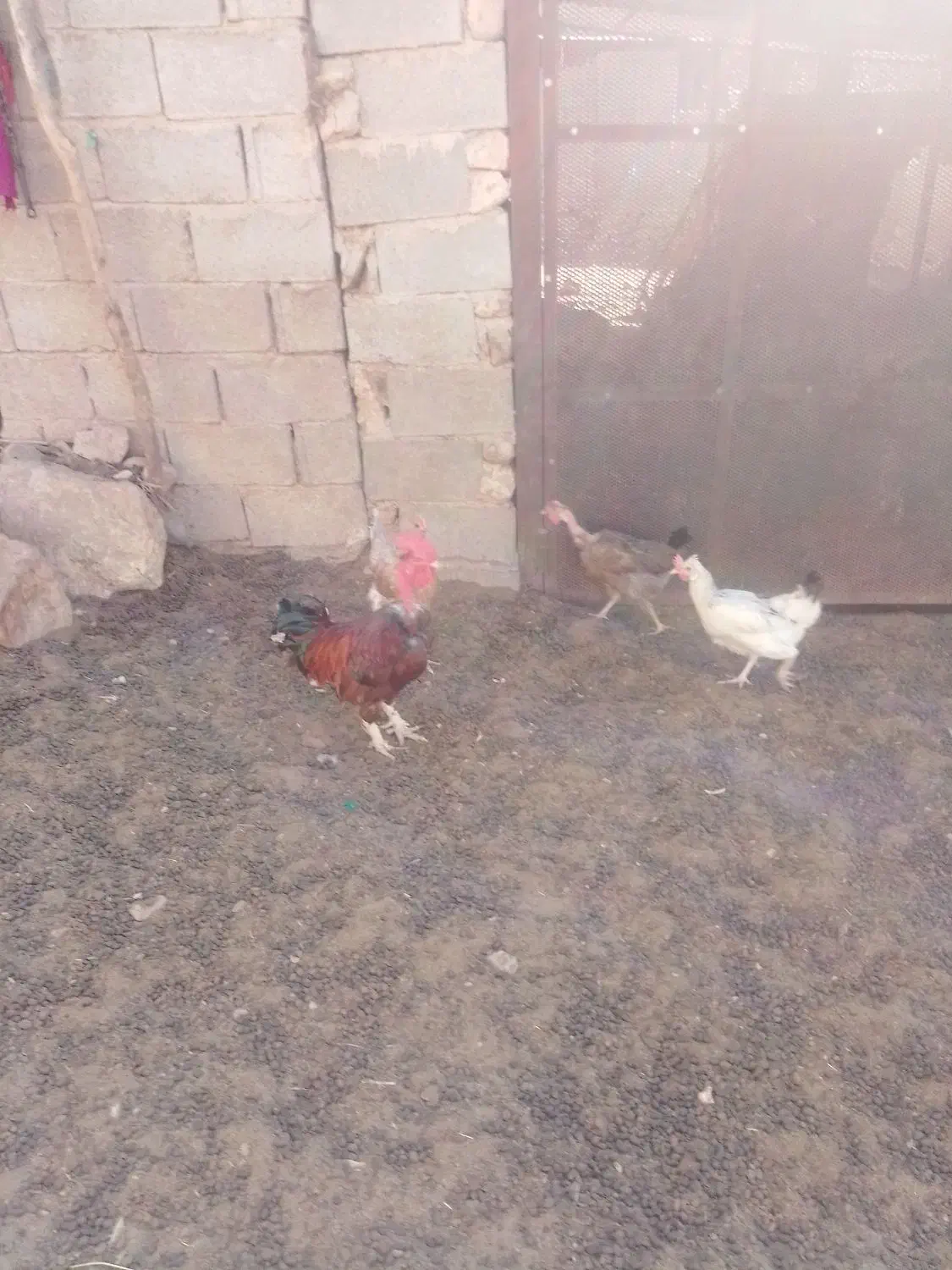 فروش سه راس خروس محلی خوب و عالی|حیوانات مزرعه|شیراز, حومه شیراز|دیوار