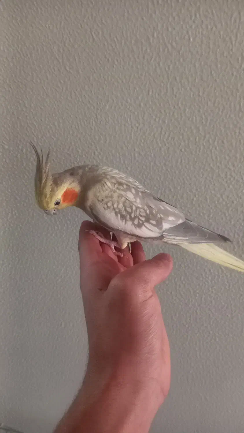 عروس هلندی|پرنده|شاهینشهر, گرگاب|دیوار