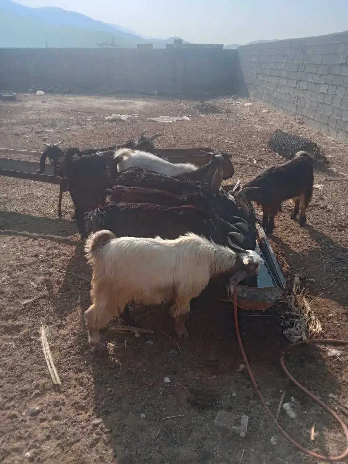 سوپرگوشت کهره بره بز میش.گوساله شتر|حیوانات مزرعه|فراشبند, |دیوار