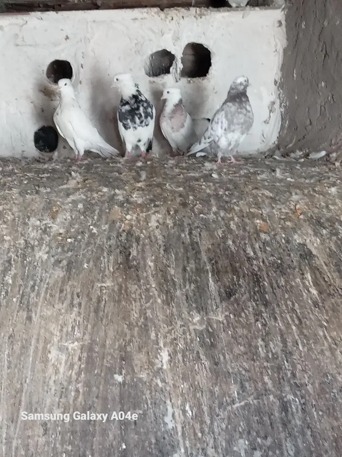 کبوتر طوقی و تهرانی|پرنده|خاوه, |دیوار