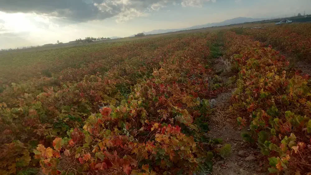 نهال مندراب تضمینی بافاکتوررسمی|گل و گیاه طبیعی|صوفیان, |دیوار