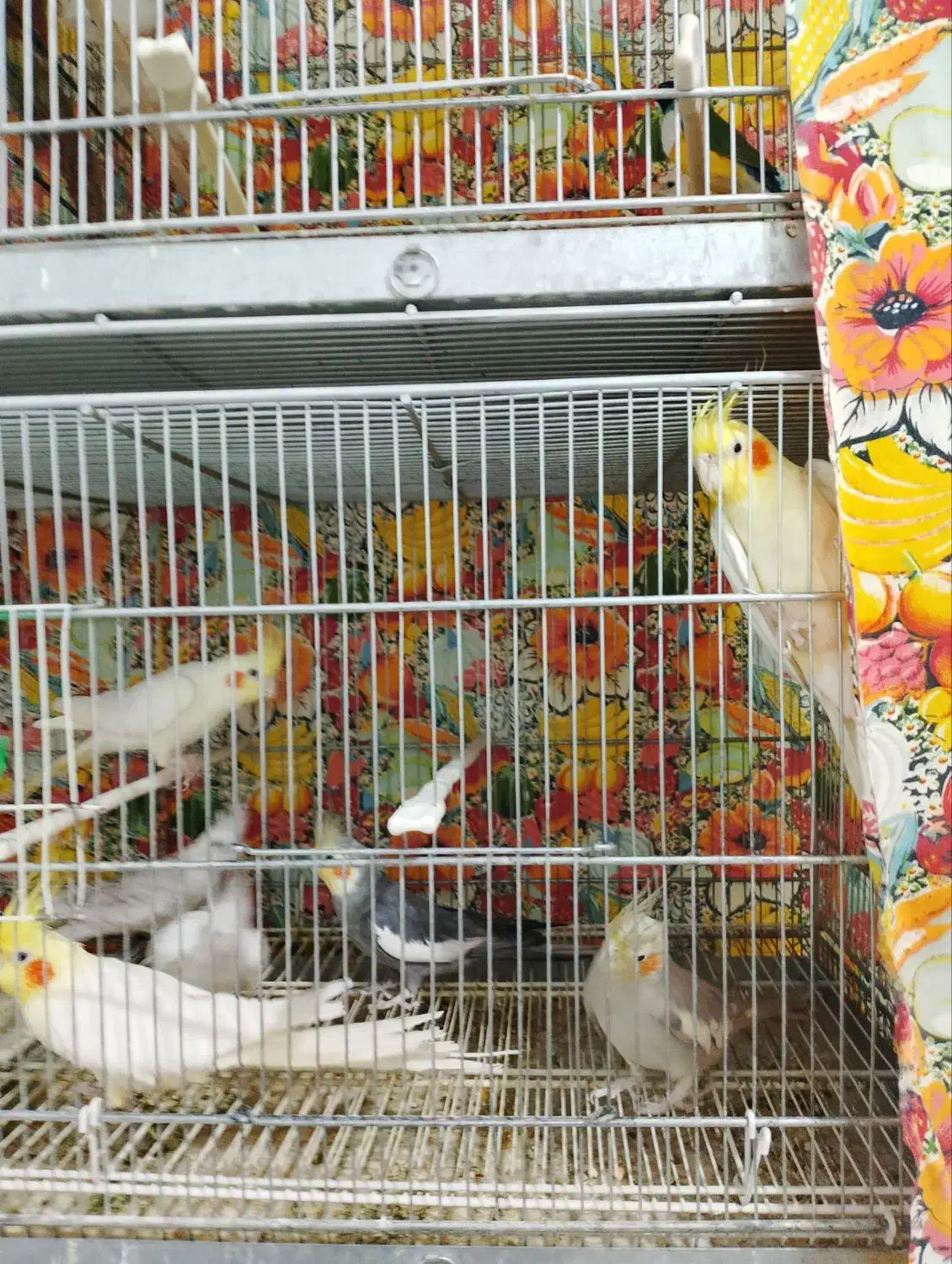 عروس هلندی|پرنده|مشهد, قائم|دیوار