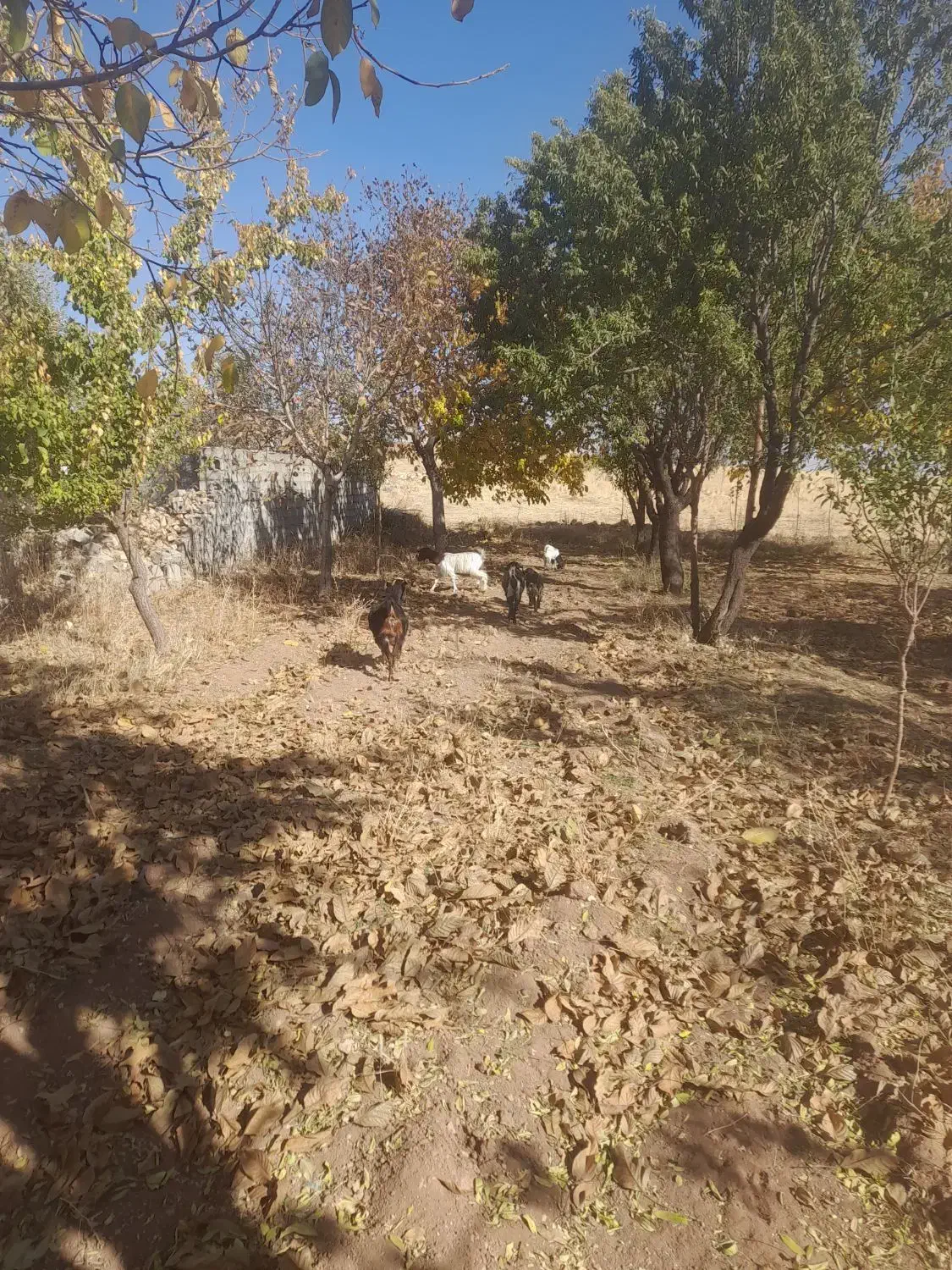 بز و بزغاله ۳ عدد بز غاله ۲عدد|حیوانات مزرعه|قیدار, |دیوار