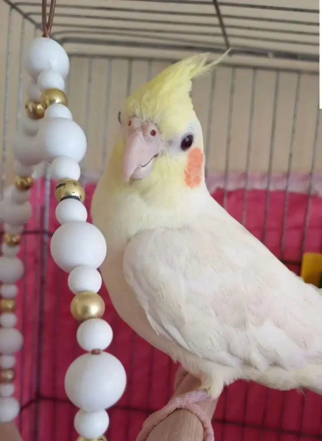 کوکو|پرنده|اندیشه, اندیشه فاز ۳|دیوار