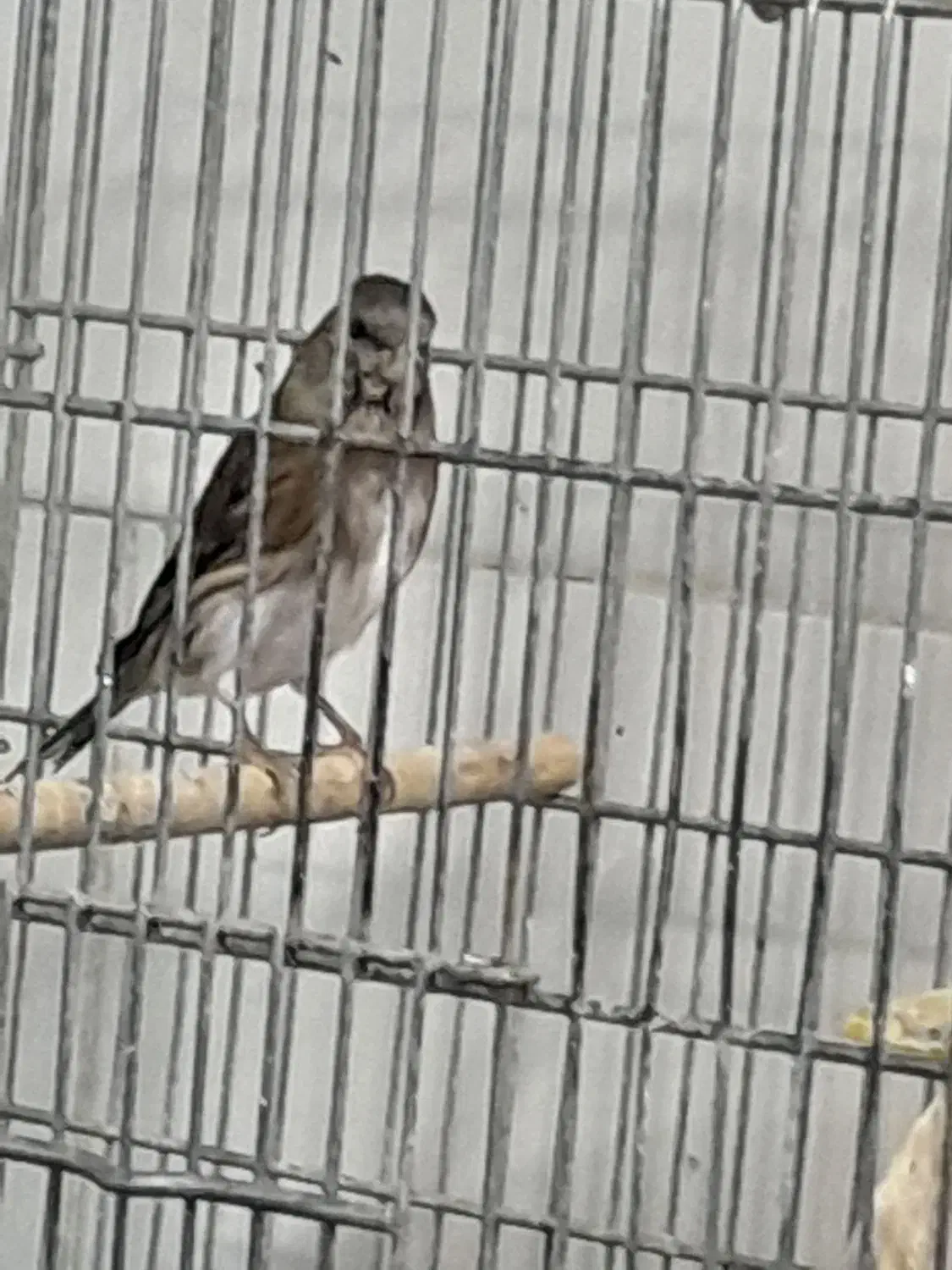 سهره قناری وقناری|پرنده|فولادشهر, B5|دیوار