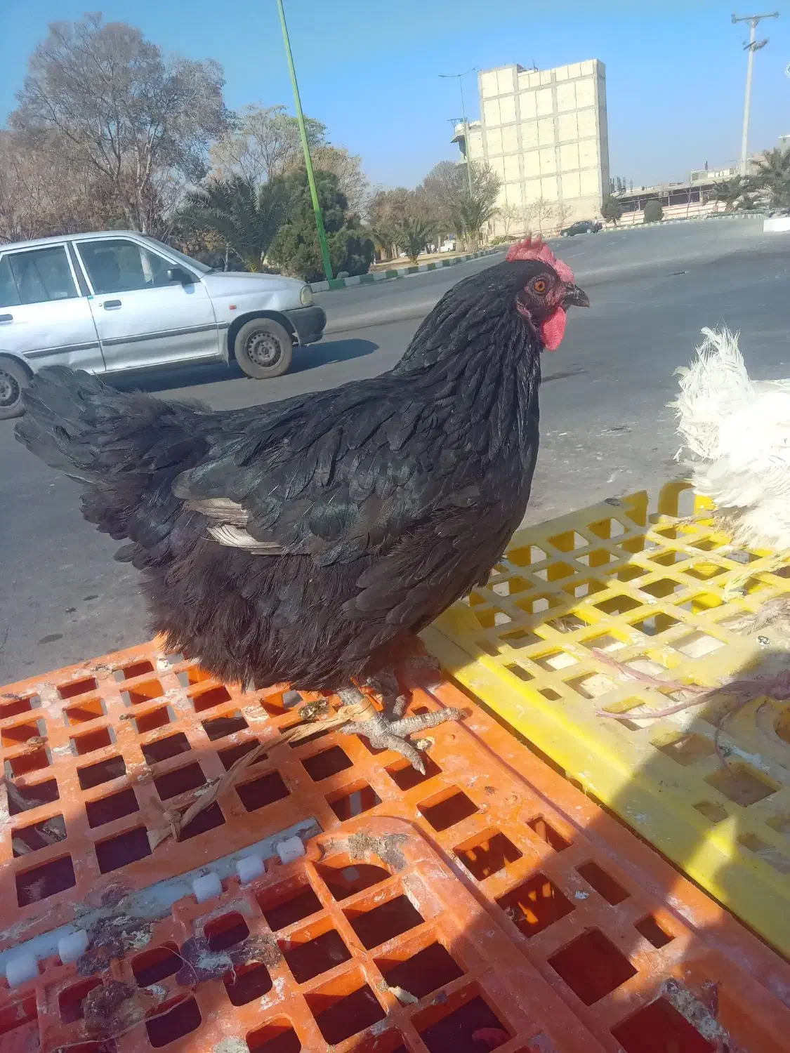 مرغ بومی تخمگذار به شرط تخم ۳۰۰عدد|حیوانات مزرعه|کاشان, دشت لتحر|دیوار